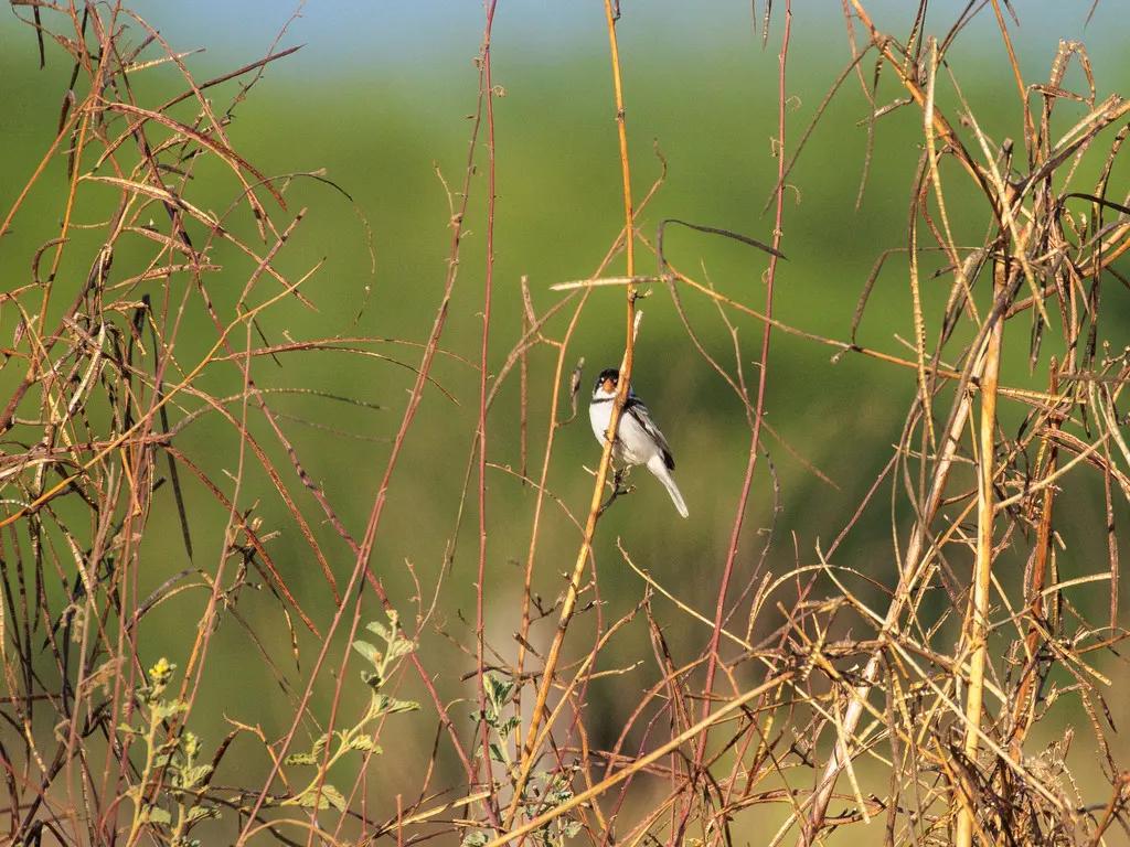 白喉食籽雀（Sporophila albogularis）