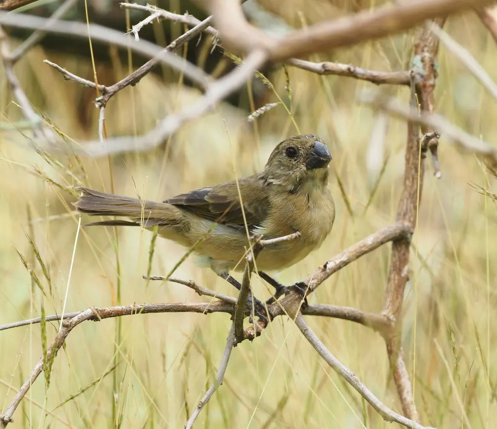 斑翅食籽雀(Sporophila americana)