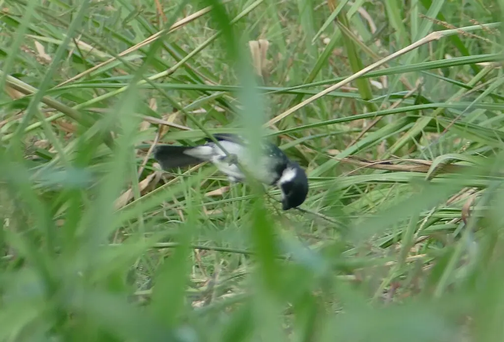 斑翅食籽雀(Sporophila americana)