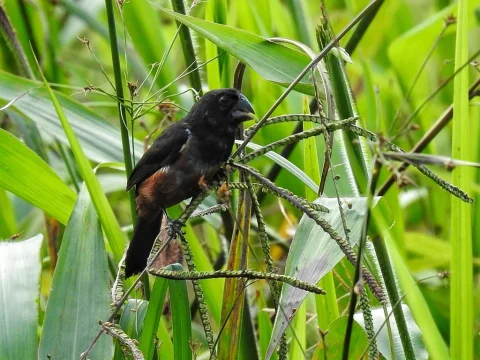 小籽雀