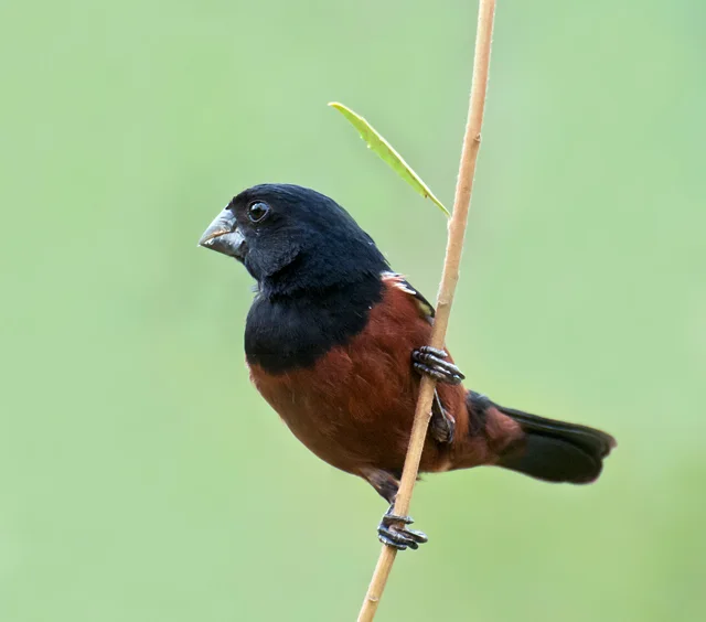 小籽雀（Sporophila angolensis）