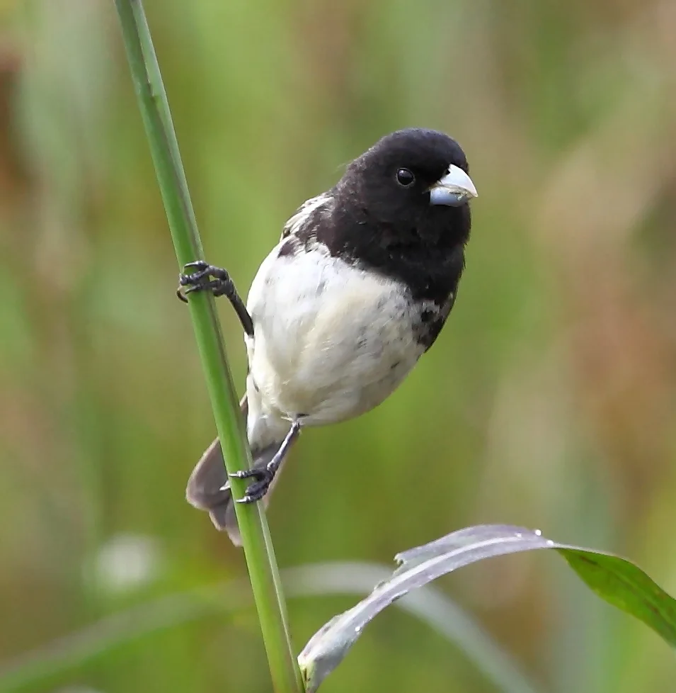杜氏食籽雀（Sporophila ardesiaca）