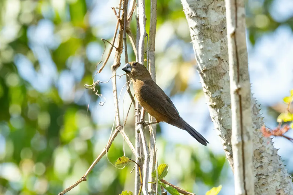 黑嘴籽雀(Sporophila atrirostris)