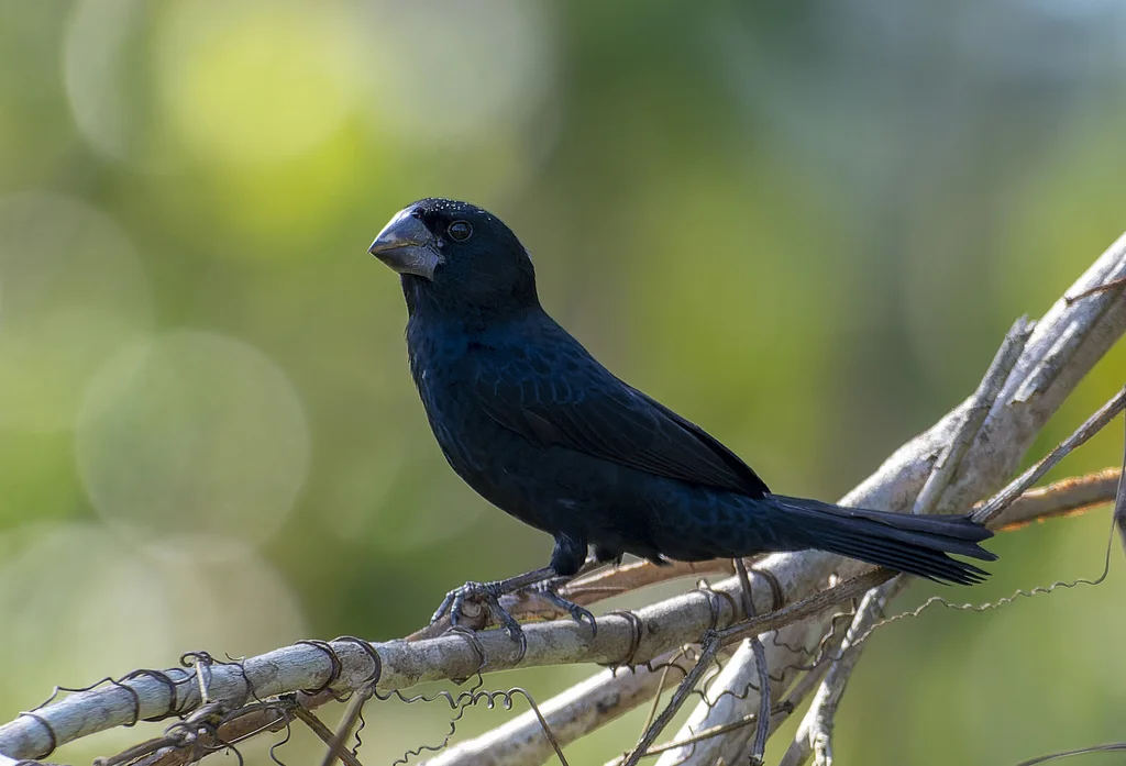 黑嘴籽雀(Sporophila atrirostris)
