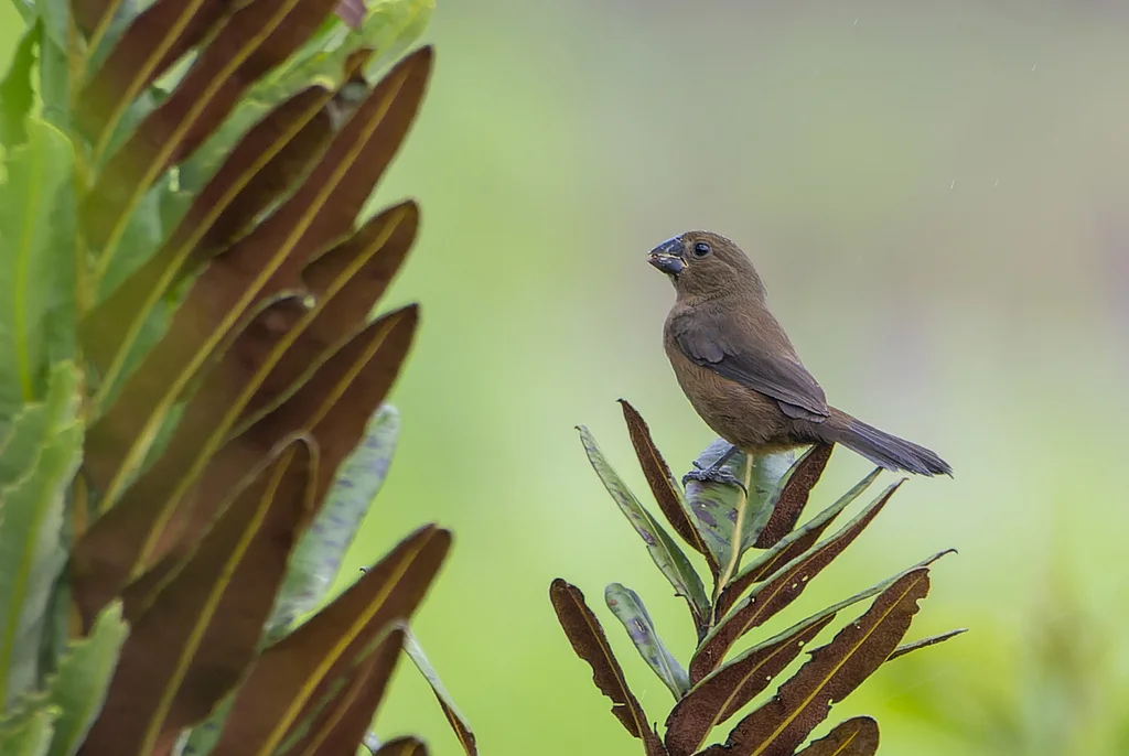黑嘴籽雀(Sporophila atrirostris)