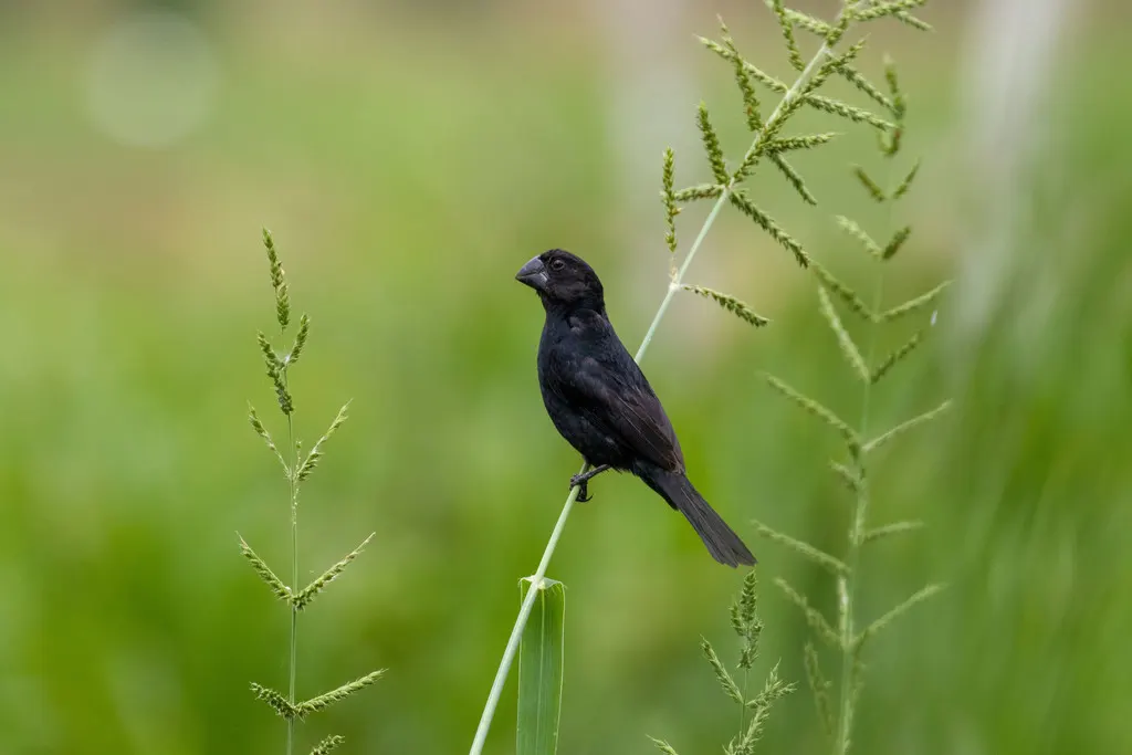 黑嘴籽雀(Sporophila atrirostris)