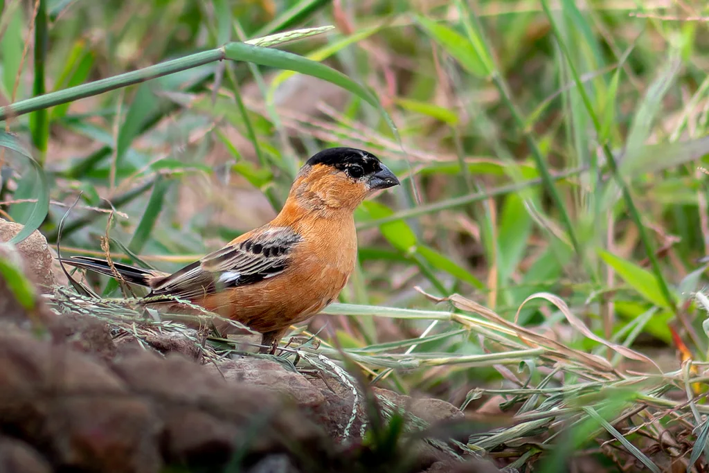 黑顶食籽雀（Sporophila bouvreuil）