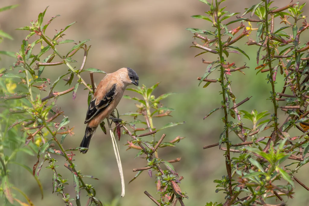 黑顶食籽雀（Sporophila bouvreuil）