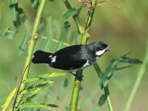 莱氏食籽雀