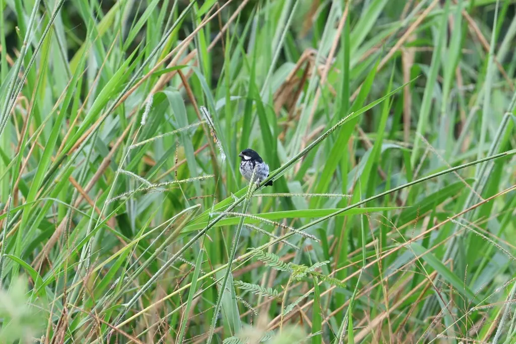 莱氏食籽雀（Sporophila bouvronides）