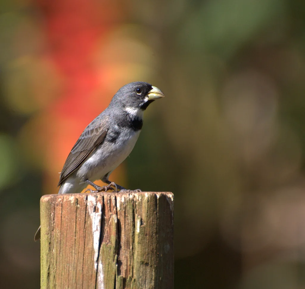双领食籽雀(Sporophila caerulescens)