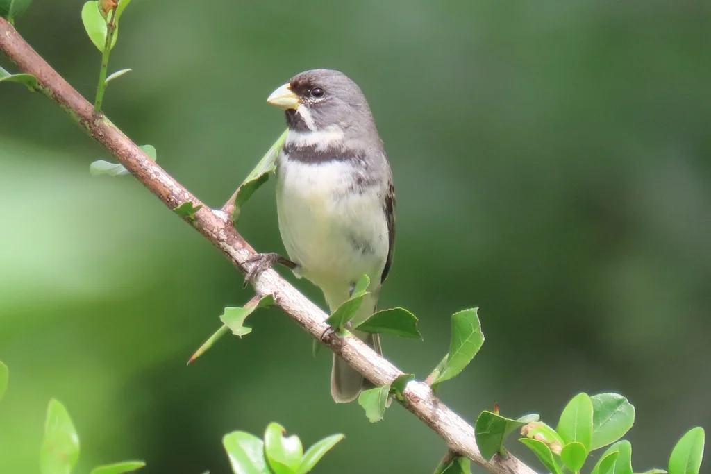 双领食籽雀(Sporophila caerulescens)
