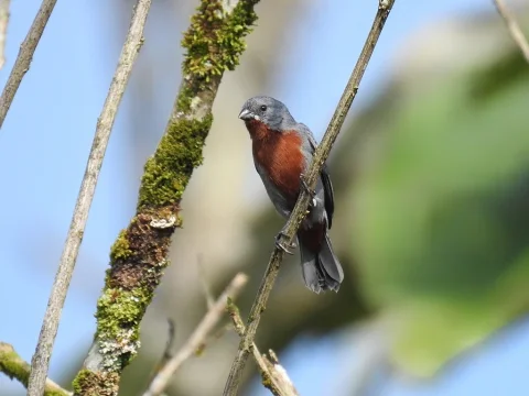 栗腹食籽雀