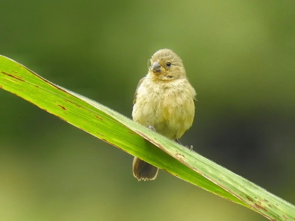 栗腹食籽雀(Sporophila castaneiventris)