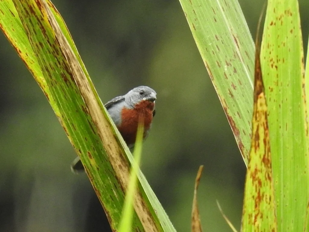 栗腹食籽雀(Sporophila castaneiventris)