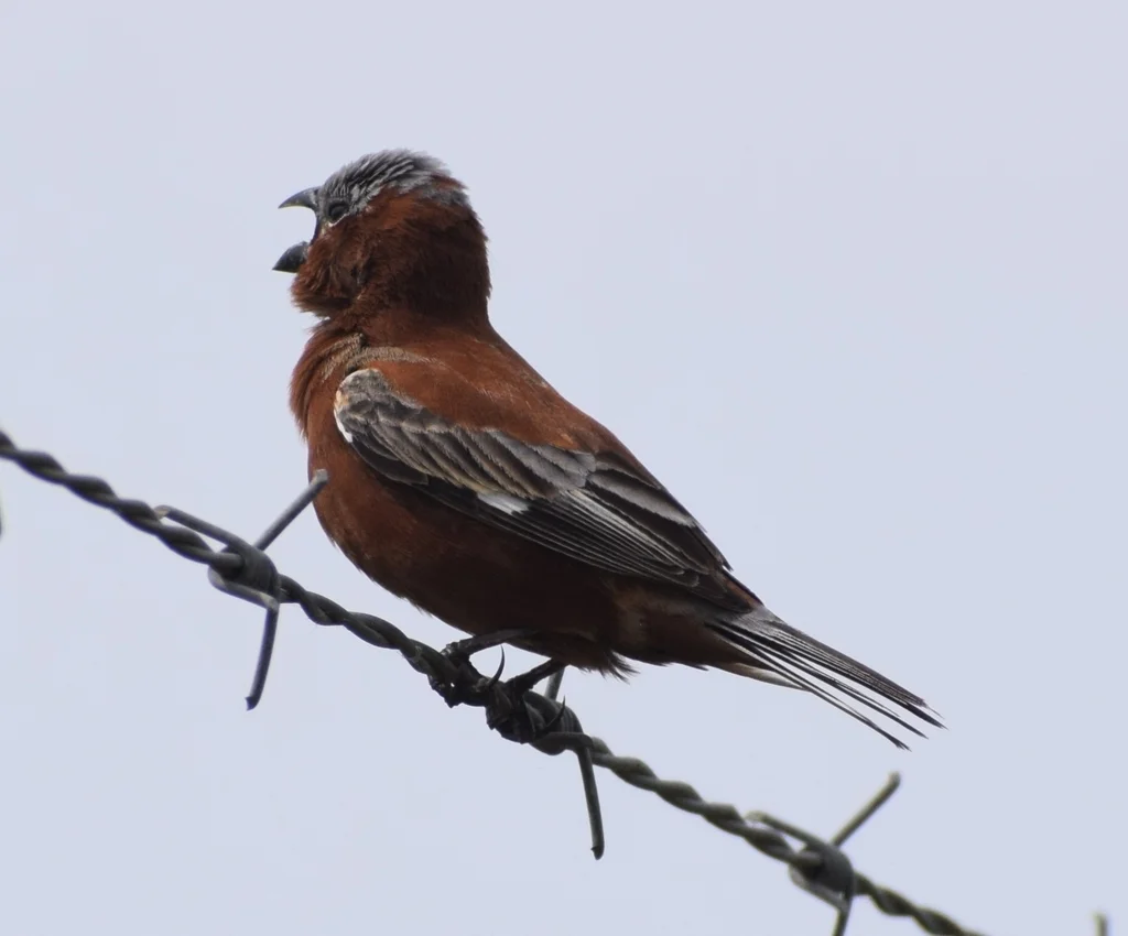 栗食籽雀（Sporophila cinnamomea）