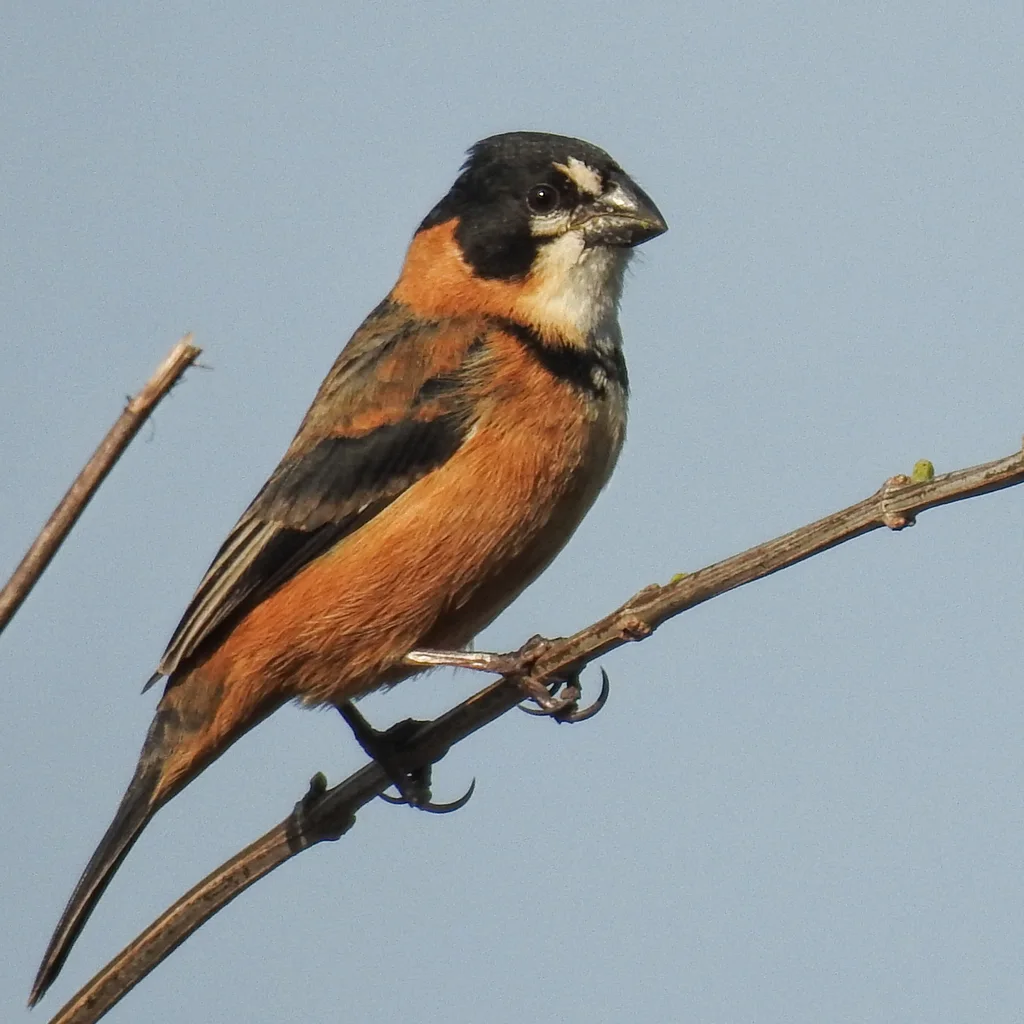 红领食籽雀(Sporophila collaris)