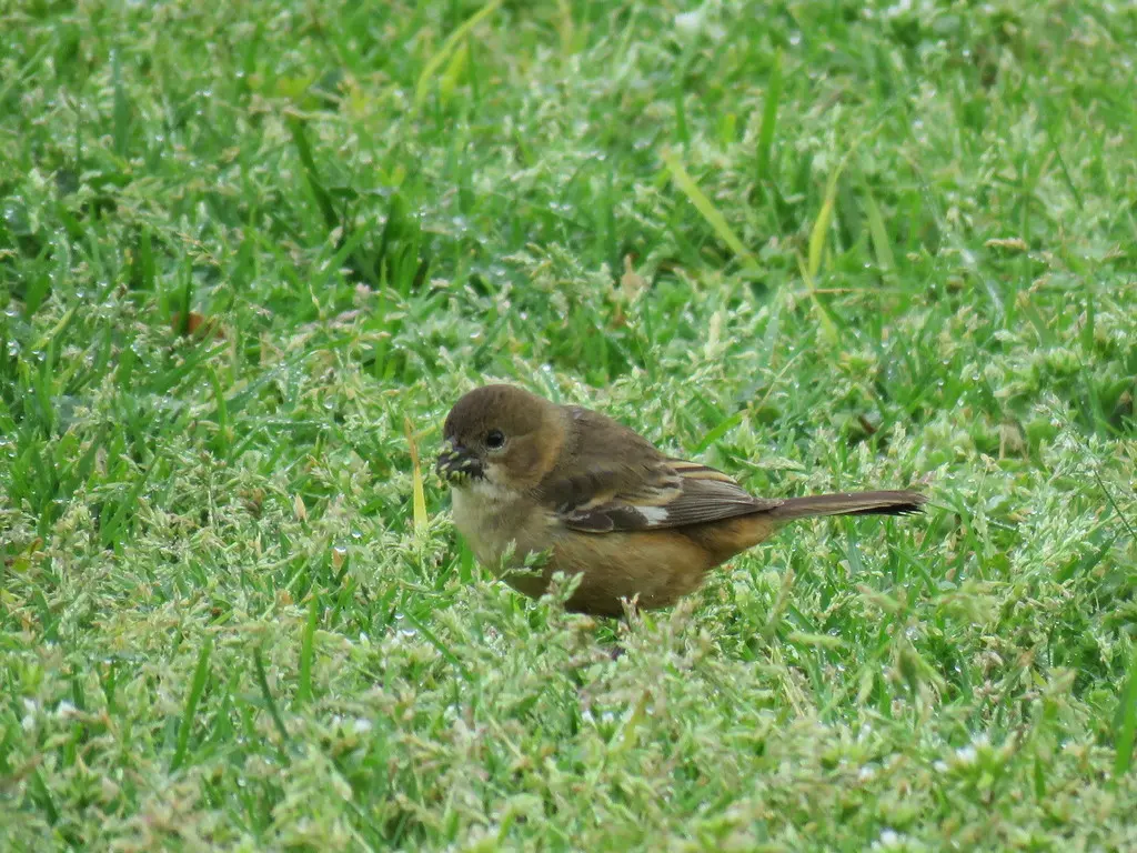 红领食籽雀(Sporophila collaris)