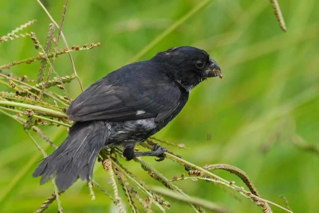 黑食籽雀（Sporophila corvina）