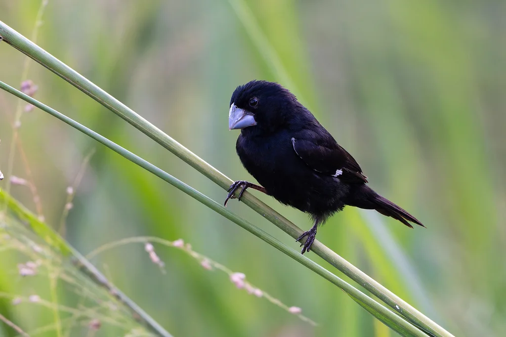 大嘴籽雀(Sporophila crassirostris)