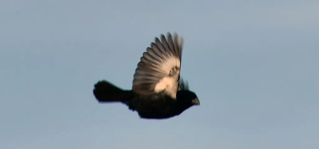 大嘴籽雀(Sporophila crassirostris)