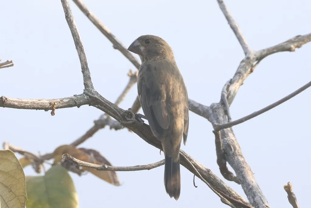 大嘴籽雀(Sporophila crassirostris)