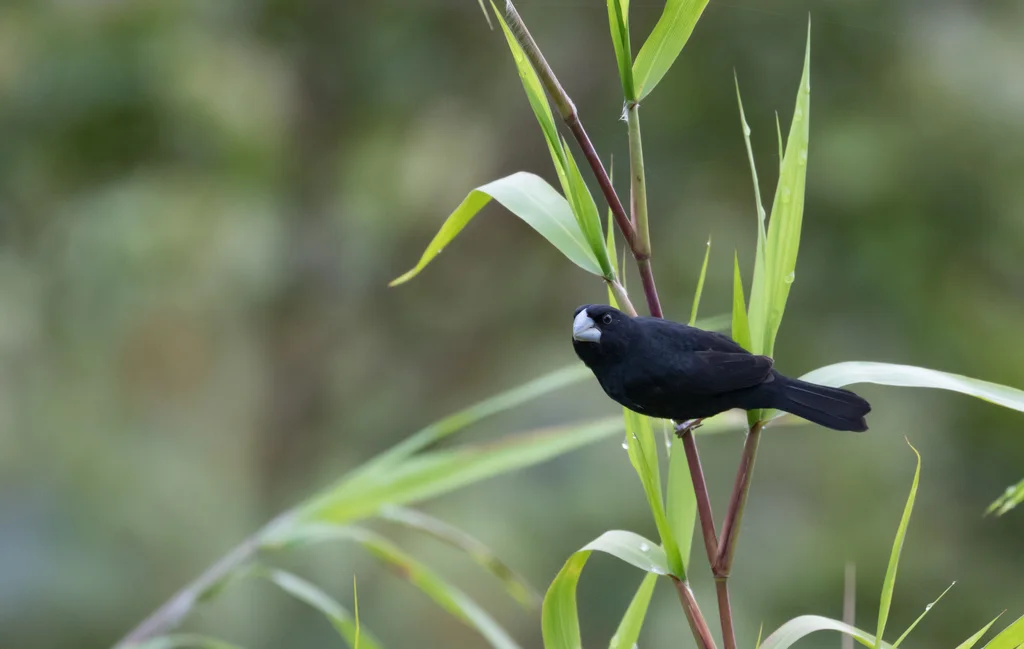 大嘴籽雀(Sporophila crassirostris)