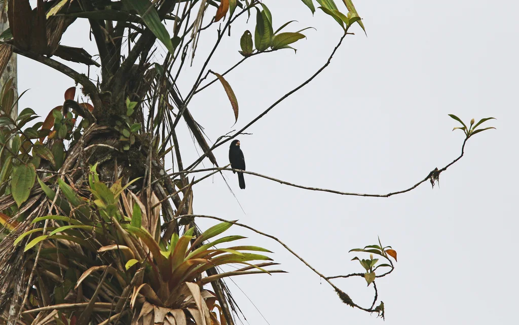 大嘴籽雀(Sporophila crassirostris)