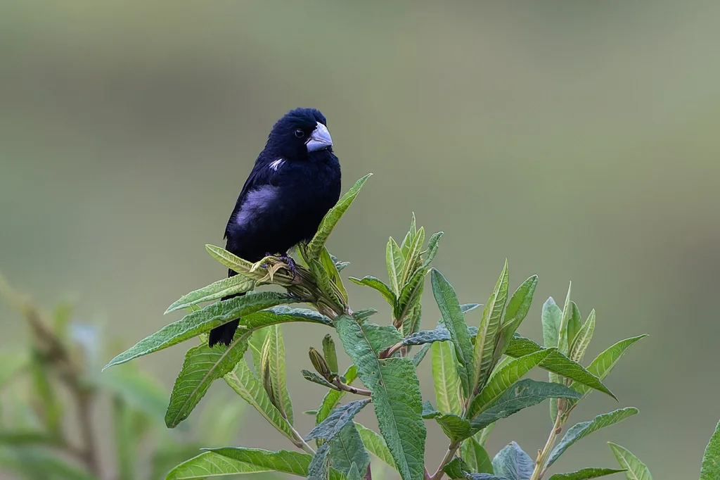 大嘴籽雀(Sporophila crassirostris)