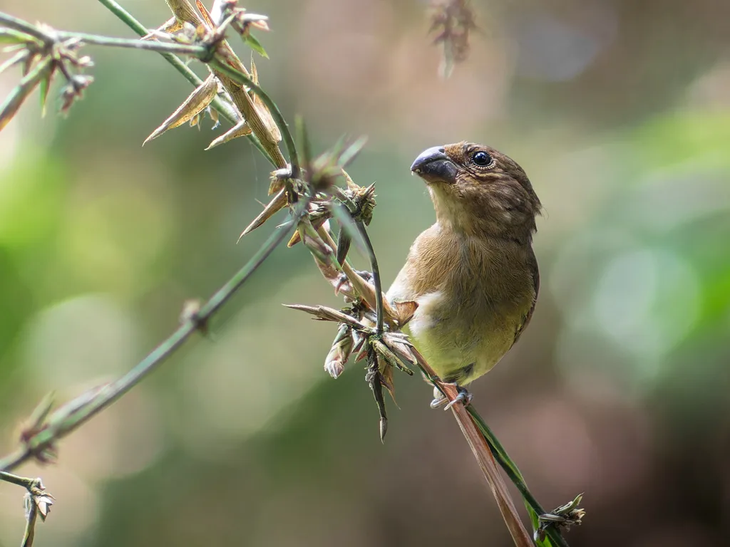 巴西食籽雀(Sporophila falcirostris)