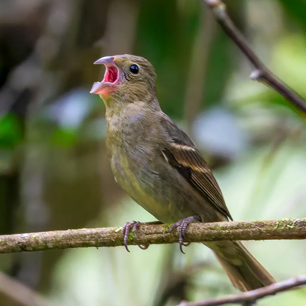 黄额食籽雀(Sporophila frontalis)