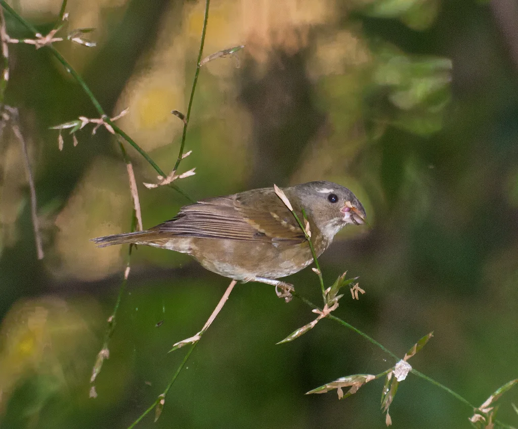 黄额食籽雀(Sporophila frontalis)