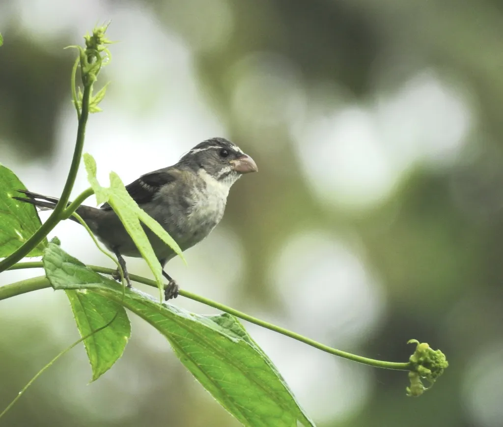 黄额食籽雀(Sporophila frontalis)