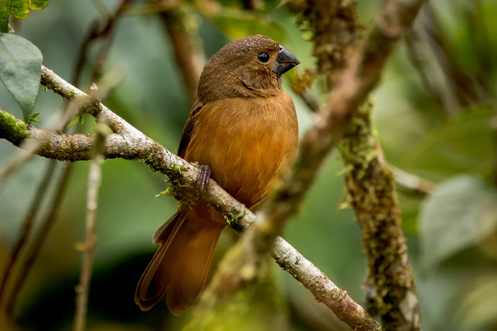 厚嘴籽雀(Sporophila funerea)
