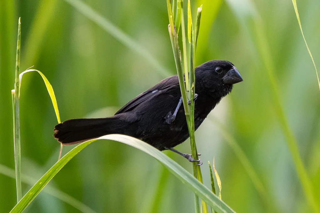 厚嘴籽雀(Sporophila funerea)