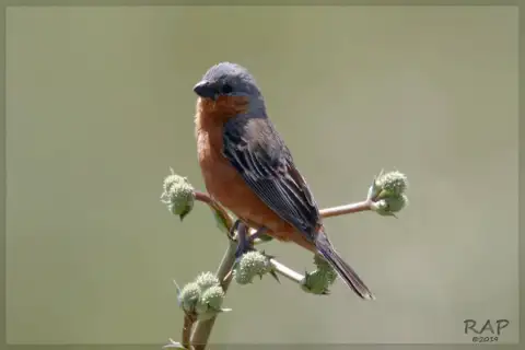 棕腰食籽雀