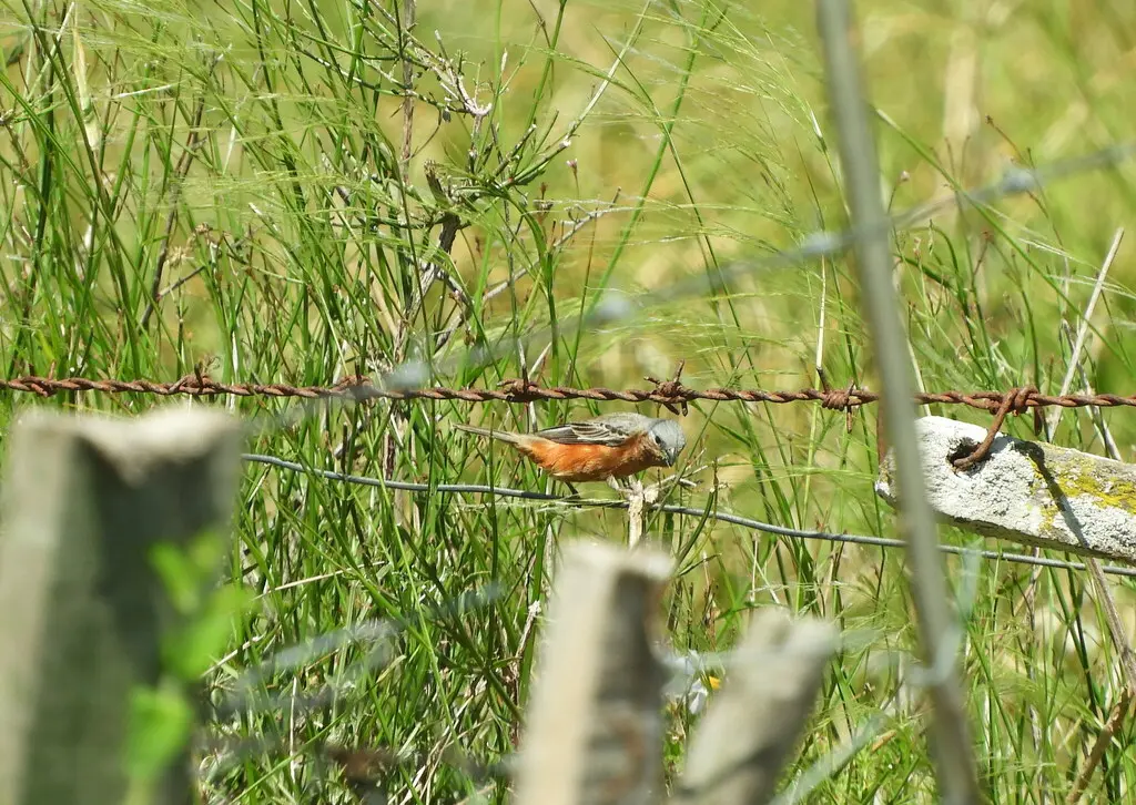 棕腰食籽雀（Sporophila hypochroma）