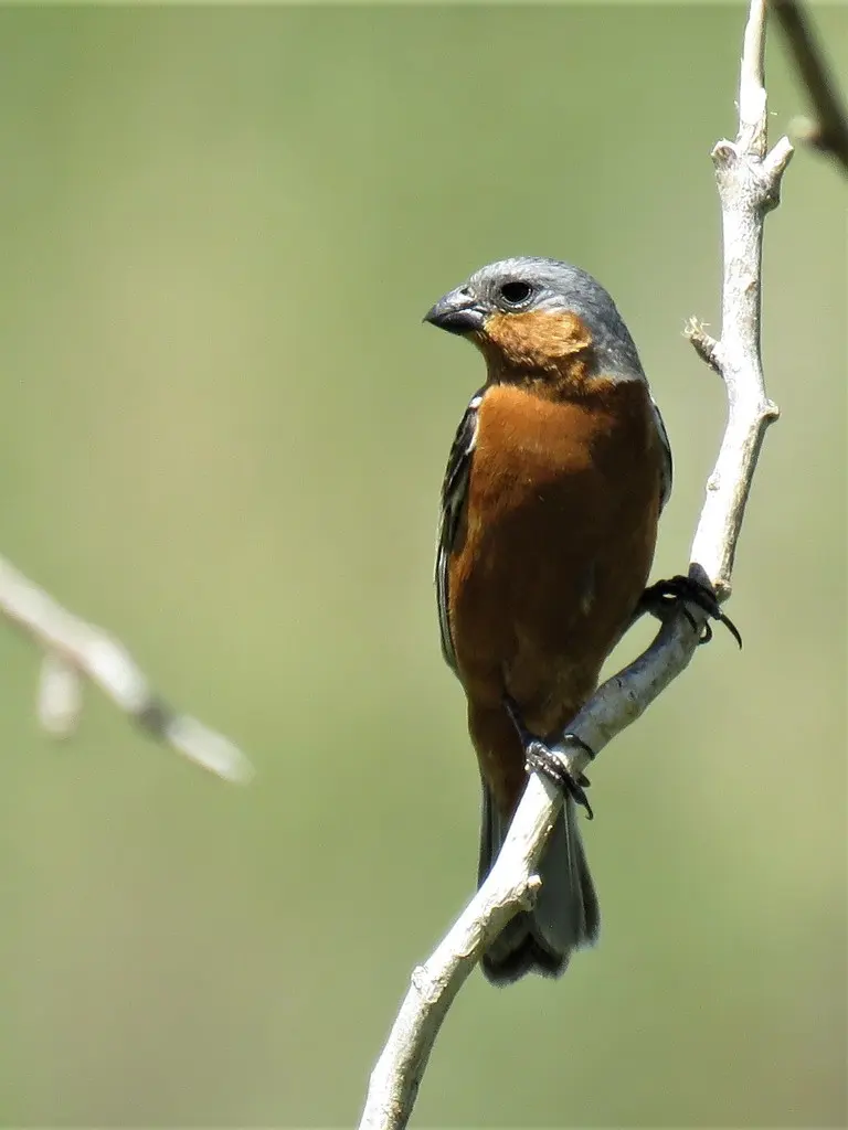 茶腹食籽雀(Sporophila hypoxantha)