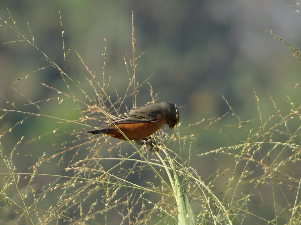 茶腹食籽雀(Sporophila hypoxantha)