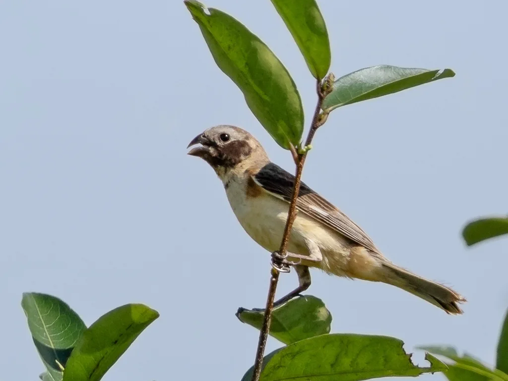 伊比利亚食籽雀（Sporophila iberaensis）