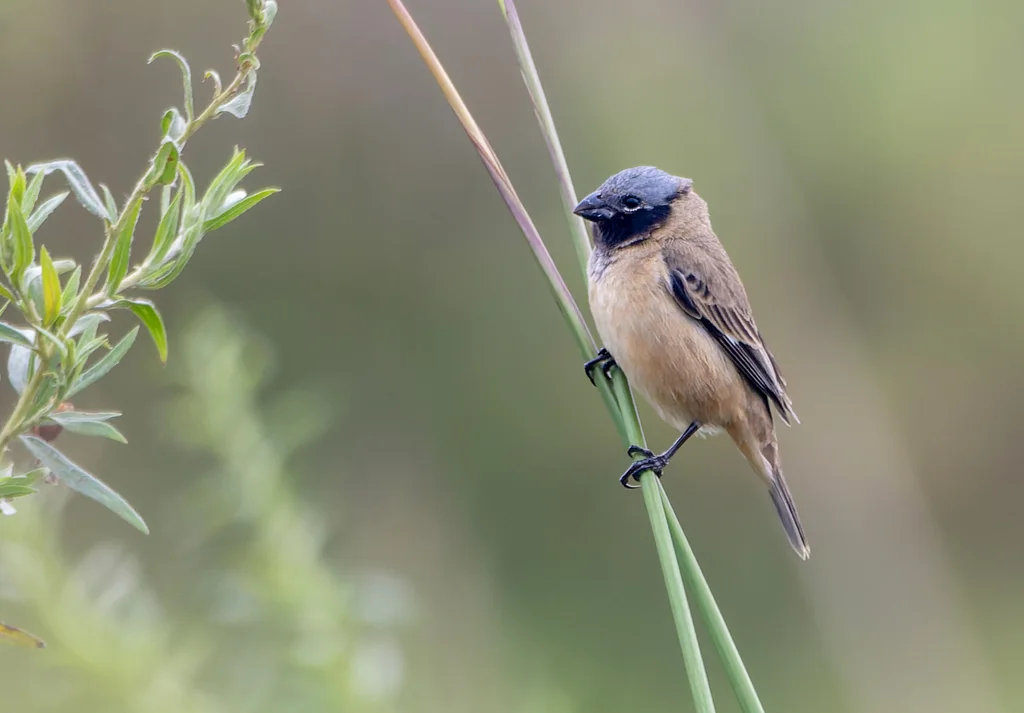 伊比利亚食籽雀（Sporophila iberaensis）