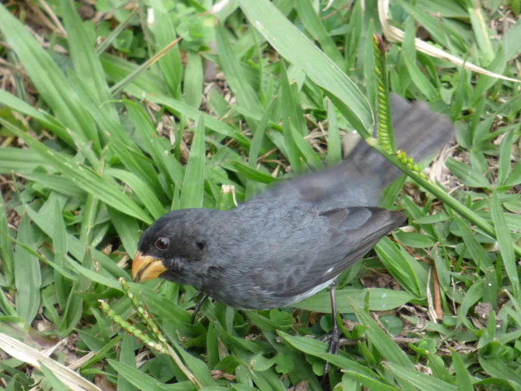 灰食籽雀（Sporophila intermedia）