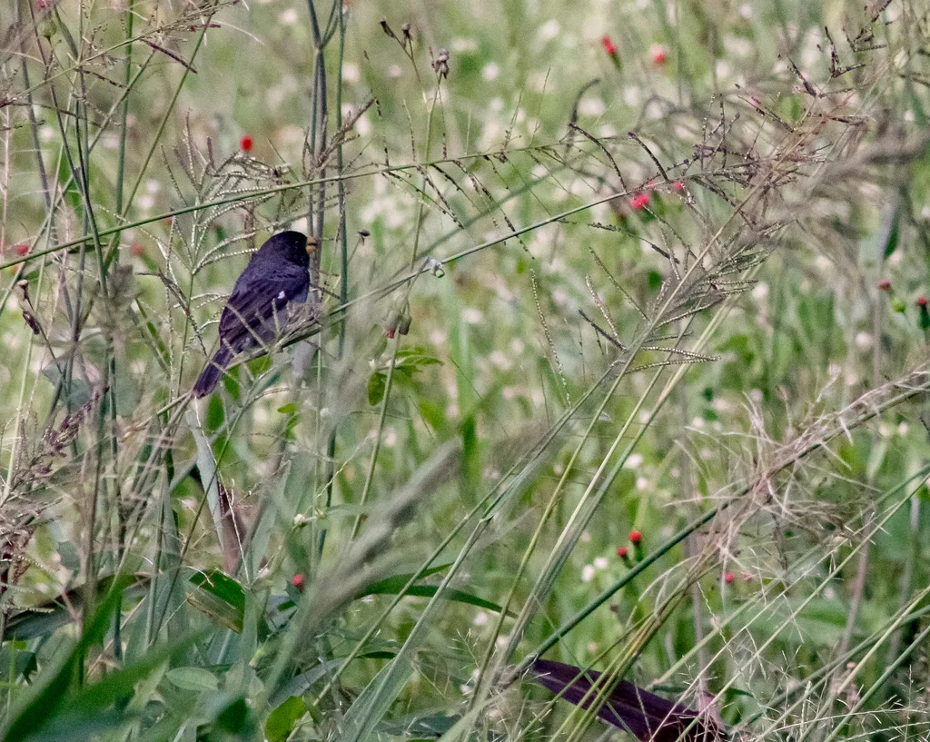 灰食籽雀（Sporophila intermedia）