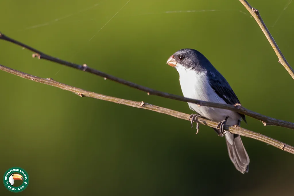 白腹食籽雀（Sporophila leucoptera）