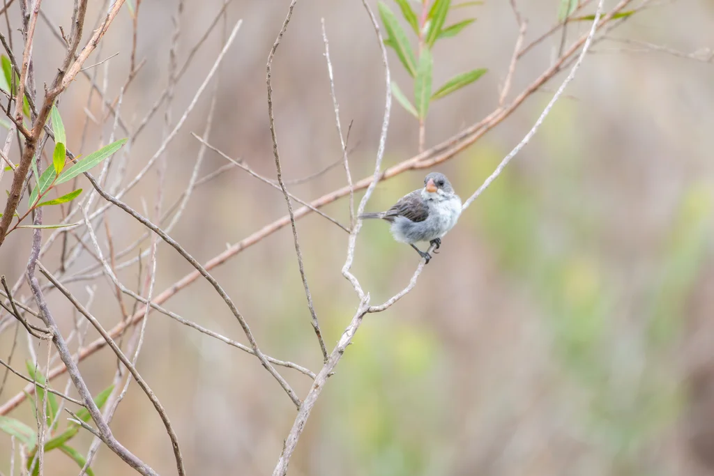 白腹食籽雀（Sporophila leucoptera）