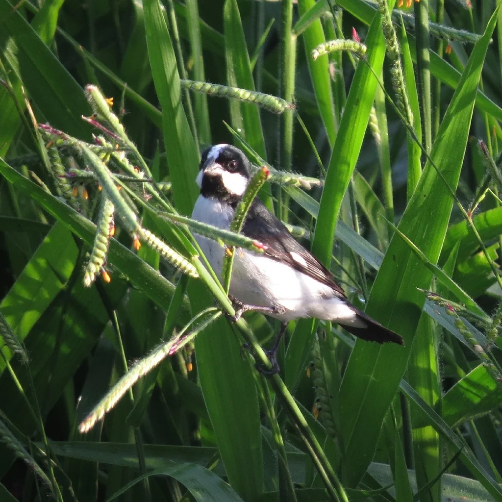 白颊食籽雀(Sporophila lineola)