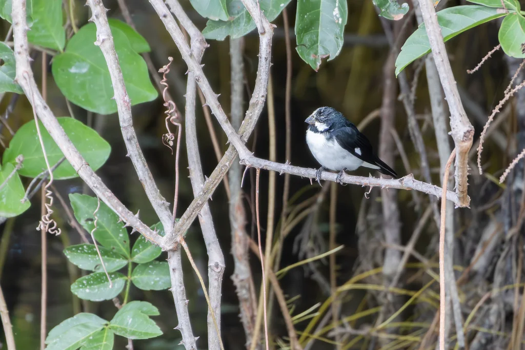 白颊食籽雀（Sporophila lineola）