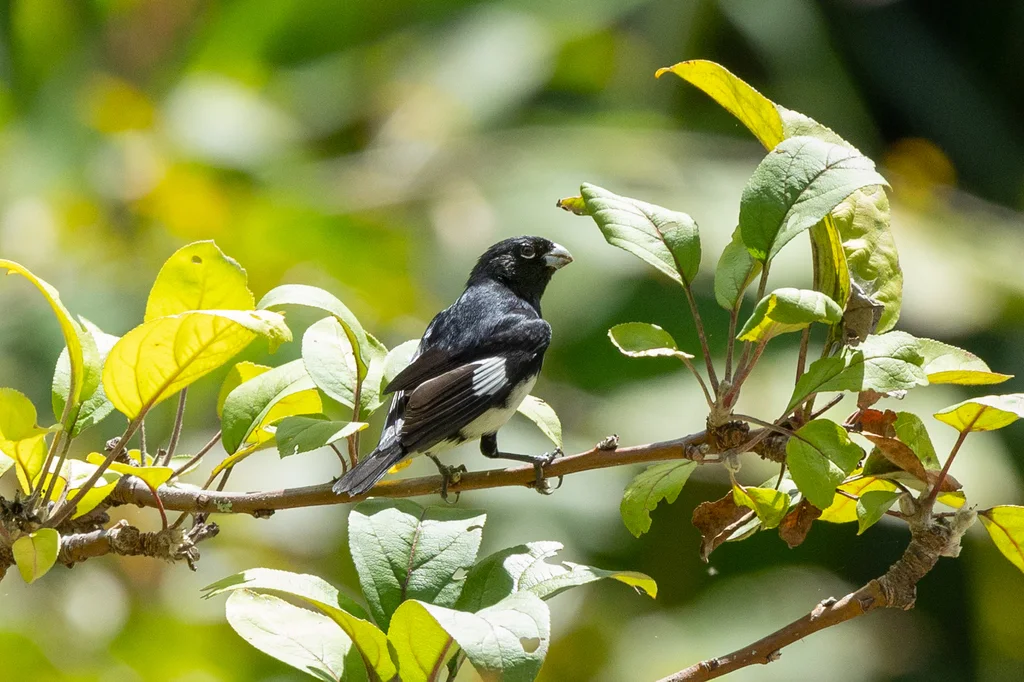 黑白食籽雀（Sporophila luctuosa）