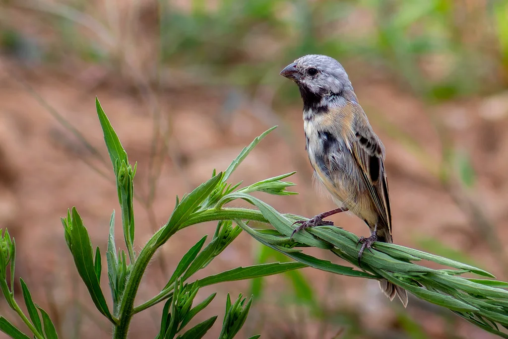 黑腹食籽雀(Sporophila melanogaster)