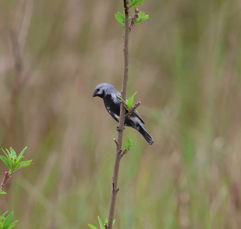 黑腹食籽雀(Sporophila melanogaster)